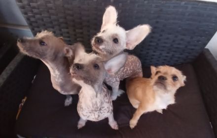 Französische Bulldogge, Chinese Crested Welpe Mix sind