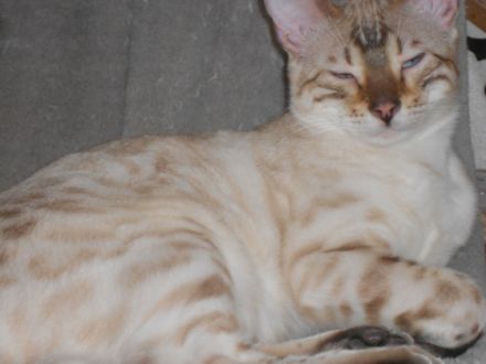 Unsere drei bildschönen verschmusten Bengal Jungtiere,