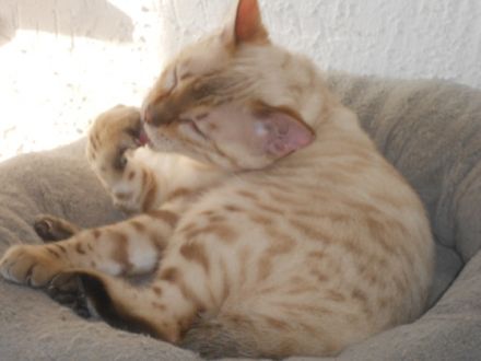 Unsere drei bildschönen verschmusten Bengal Jungtiere,