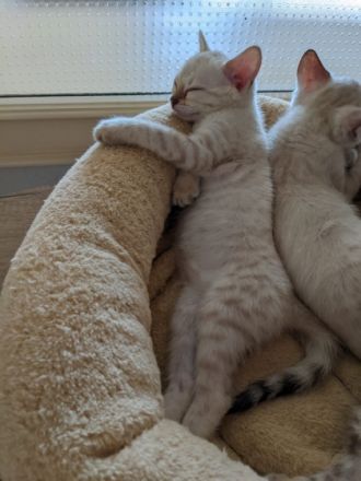 Unsere Bengal Kitten sind reinrassig (mit Nachweis) und