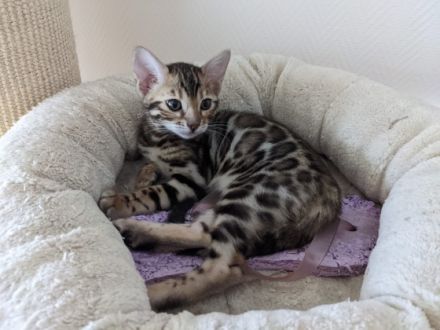 Unsere Bengal Kitten sind reinrassig (mit Nachweis) und