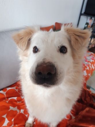 Vor Kurzem bei uns auf Pflegestelle angekommen ist