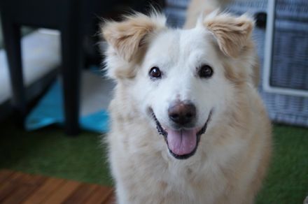 Vor Kurzem bei uns auf Pflegestelle angekommen ist