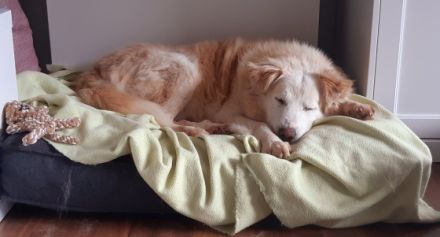 Vor Kurzem bei uns auf Pflegestelle angekommen ist