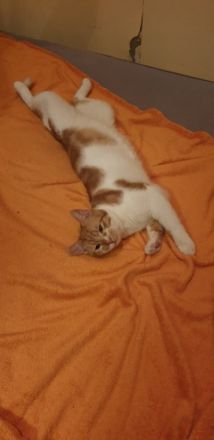 Maine Coon,Europäisch Kurzhaar, Hauskater Hallo