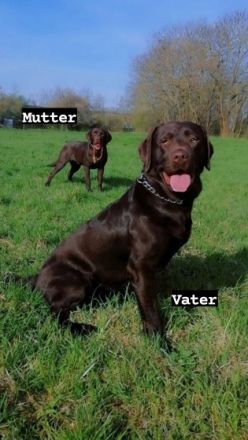 Am 07.06.2022 haben 10 zuckersüße Labradorwelpen (alle