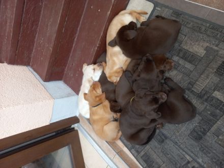 Hallo Unsere Labrador Hündin CAMI hat am 07.04.2022 , 8