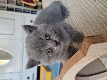 Hallo liebe Katzenfreunde, am 19.04.22 hat unsere Molly