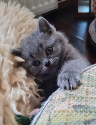 Hallo liebe Katzenfreunde, am 19.04.22 hat unsere Molly