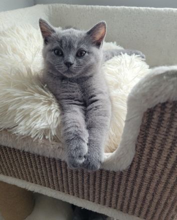 Unsere Katze hat am 17. März 2022 6 wunderschöne kitten