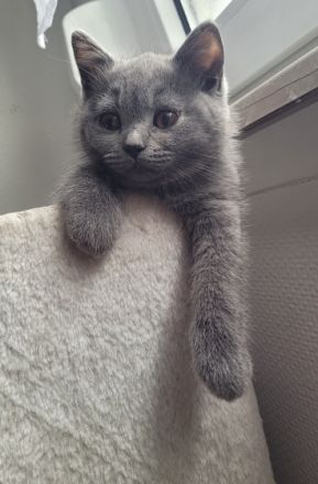 Unsere Katze hat am 17. März 2022 6 wunderschöne kitten