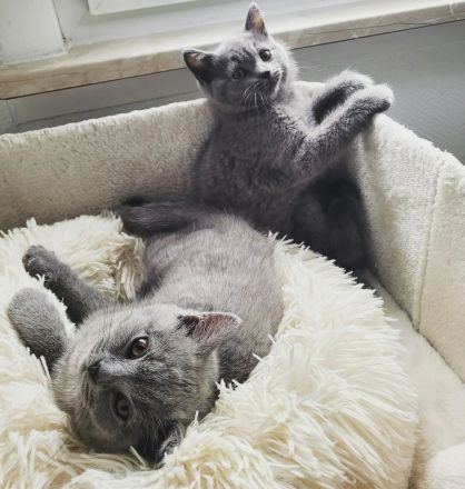 Unsere Katze hat am 17. März 2022 6 wunderschöne kitten