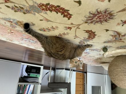 5 Wochen alt und suchen neue Zuhause. Sie sind gut