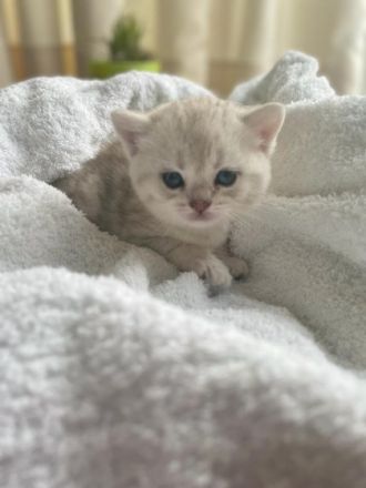 Liebe Kätzchen sind 5 Wochen alt und suchen neue