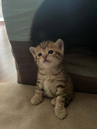 Liebe Kätzchen sind 5 Wochen alt und suchen neue