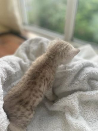 Liebe Kätzchen sind 5 Wochen alt und suchen neue