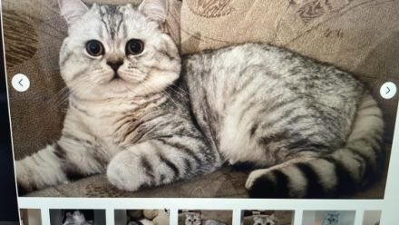 Liebe Kätzchen sind 5 Wochen alt und suchen neue