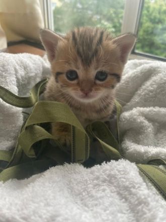 Liebe Kätzchen sind 5 Wochen alt und suchen neue