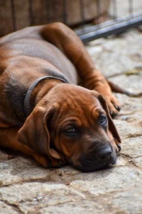 Wer auf der Suche nach einem neuen Familienmitglied ist