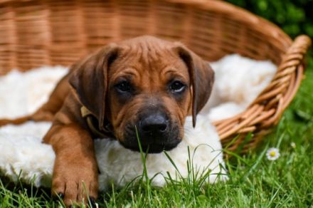 Wer auf der Suche nach einem neuen Familienmitglied ist