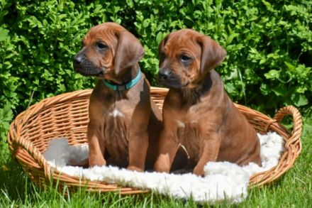 Wer auf der Suche nach einem neuen Familienmitglied ist