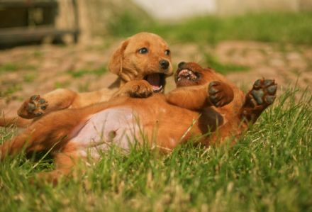 Hallo :) Meine Hündin Daria vom Rabeneck hat am 01.04