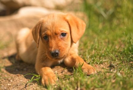 Hallo :) Meine Hündin Daria vom Rabeneck hat am 01.04
