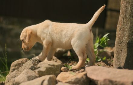 Hallo :) Meine Hündin Daria vom Rabeneck hat am 01.04