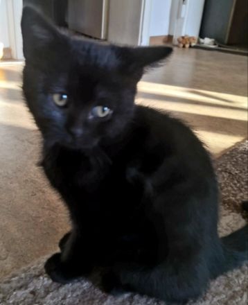 Unsere kleinen reinrassigen drei BKH kitten ,stubenrein