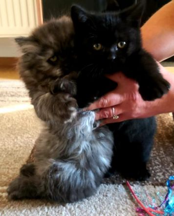 Unsere kleinen reinrassigen drei BKH kitten ,stubenrein