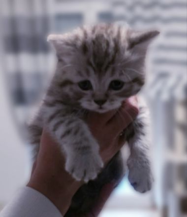 Unsere kleinen reinrassigen drei BKH kitten ,stubenrein