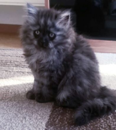 Unsere kleinen reinrassigen drei BKH kitten ,stubenrein