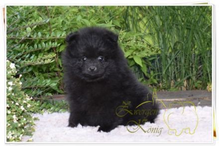 Kleinspitz welpen Meine Hündin hat am 17.04.2022 4