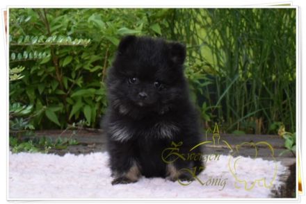 Kleinspitz welpen Meine Hündin hat am 17.04.2022 4