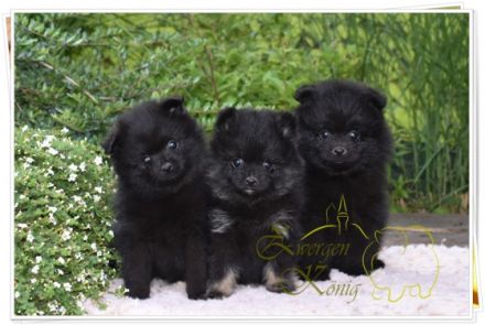 Kleinspitz welpen Meine Hündin hat am 17.04.2022 4