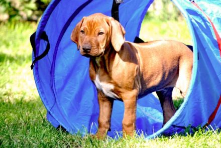 Rhodesian Ridgeback livernose Welpen / männl. aus