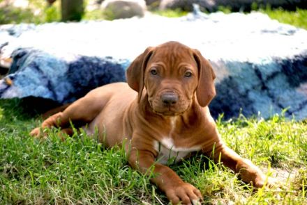 Rhodesian Ridgeback livernose Welpen / männl. aus