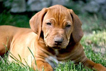 Rhodesian Ridgeback livernose Welpen / männl. aus