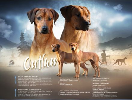 Rhodesian Ridgeback livernose Welpen / männl. aus