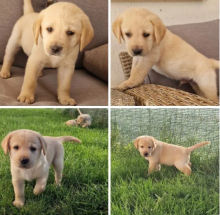 Ich verkaufe Labrador Retriever Welpen, 12 Wochen alt,