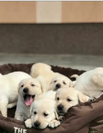 Ich verkaufe Labrador Retriever Welpen, 12 Wochen alt,