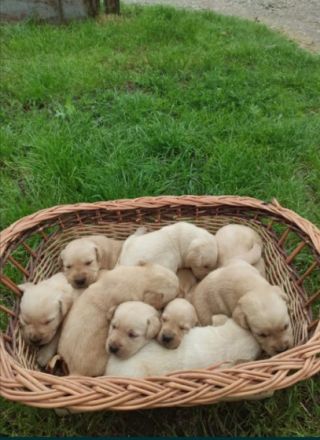 Ich verkaufe Labrador Retriever Welpen, 12 Wochen alt,