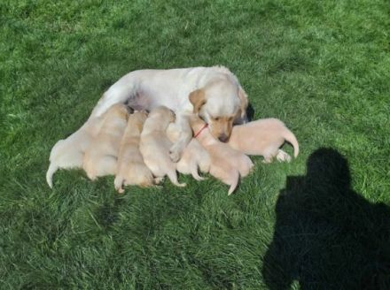 Ich verkaufe Labrador Retriever Welpen, 12 Wochen alt,