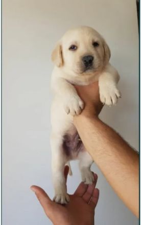 Ich verkaufe Labrador Retriever Welpen, 12 Wochen alt,