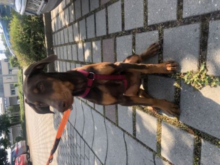 Gebe ab mein Dobermann Welpe 4 Monate Geimpft,