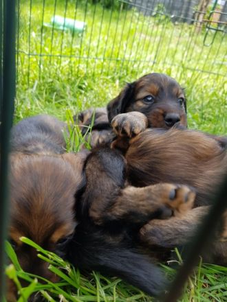 Am 04.05.2022 hat unsere Dackel Dame Susi 5 Welpen