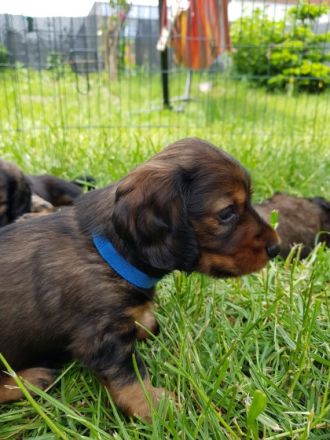 Am 04.05.2022 hat unsere Dackel Dame Susi 5 Welpen