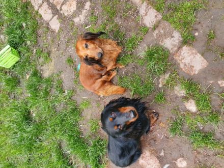 Am 04.05.2022 hat unsere Dackel Dame Susi 5 Welpen