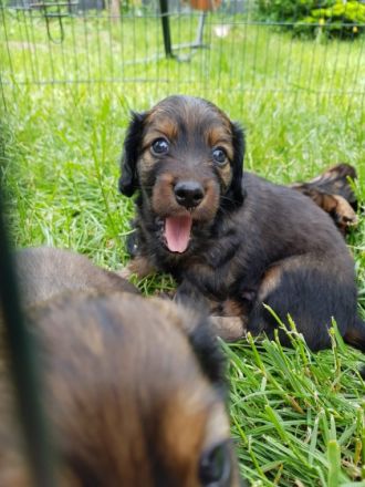 Am 04.05.2022 hat unsere Dackel Dame Susi 5 Welpen