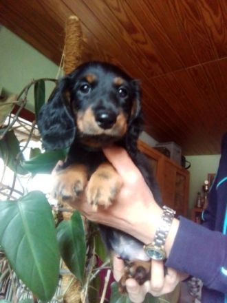 Am 23.05. wurde Theklas (kam vor zwei Jahren zu uns)